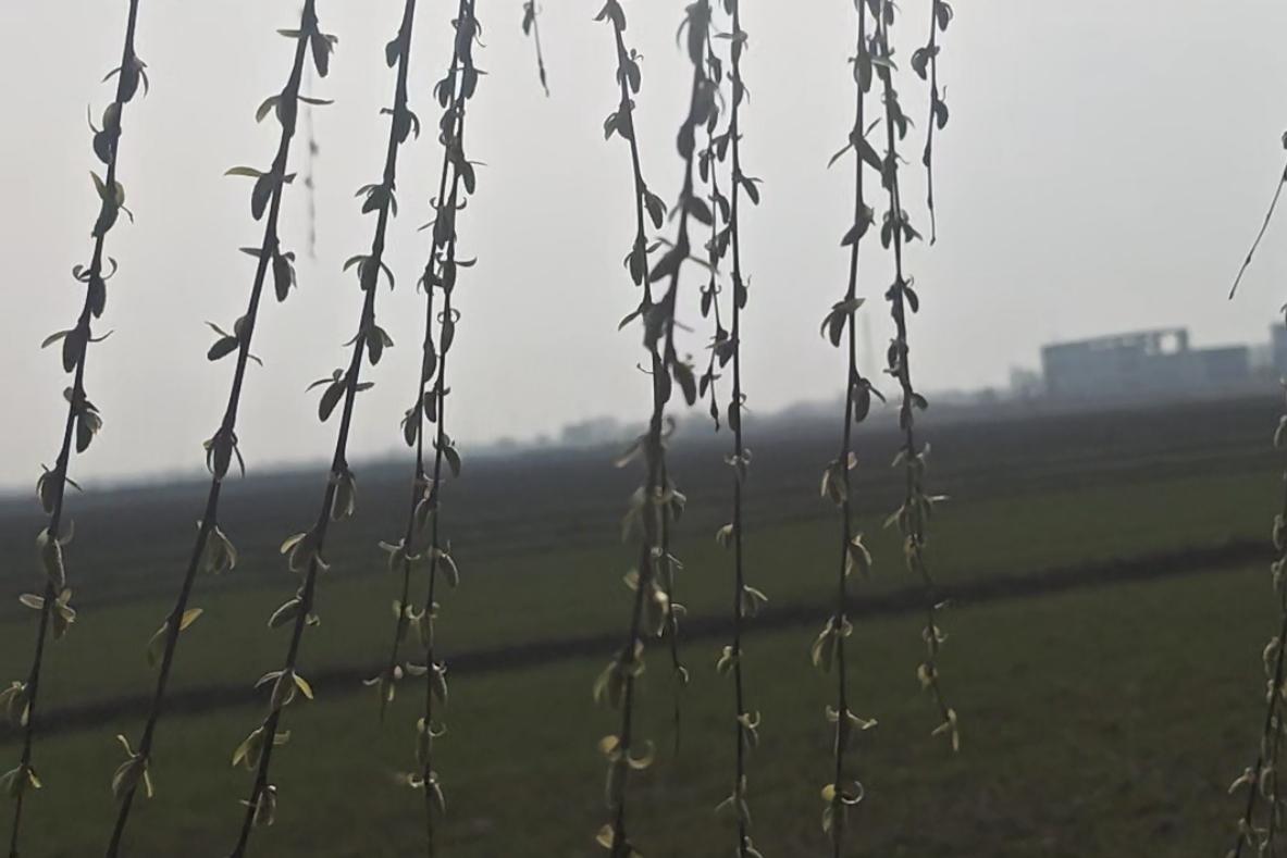 冬去春来，万物复苏，一场春雨过后，杨柳开始发芽，清风荡漾，大地又开始展现它青春的