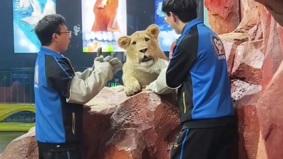 近日，黑龙江哈尔滨极地公园的非洲狮“小毛”因“情绪稳定”而走红网络。保育员表示，
