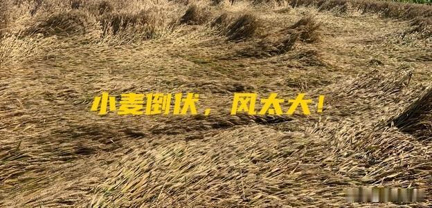 渭南小麦虎口夺食:
一场风雨，减产又降价！

渭南6月5日晚上一场大风大雨，渭南