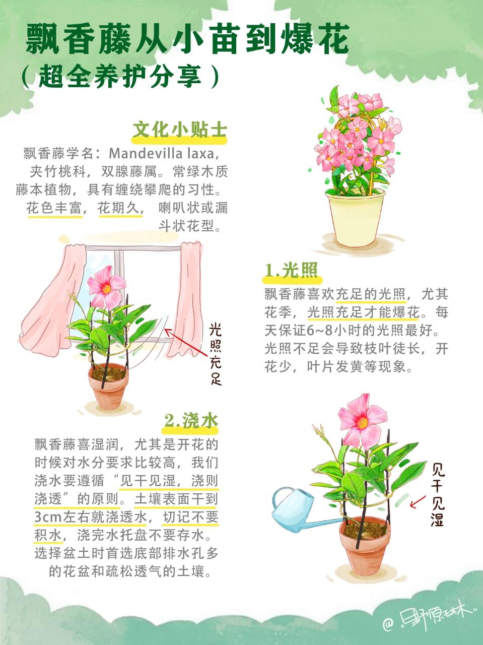 飘香藤从小苗到爆花，超全养护分享