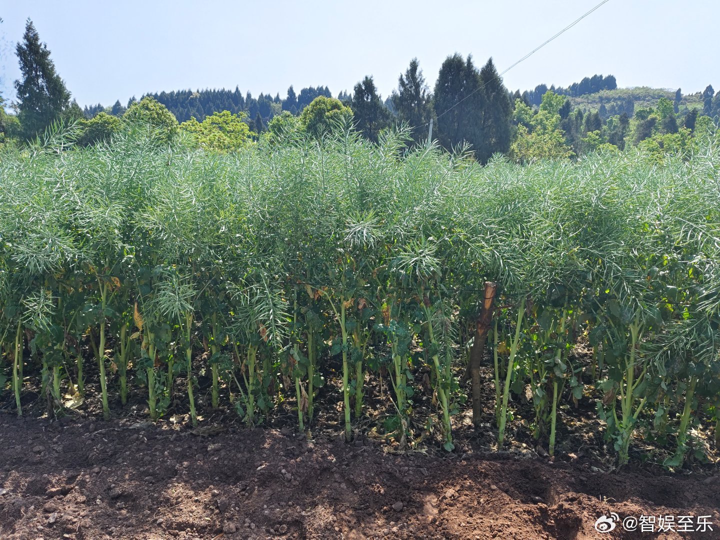 少小离家老大回，乡音无改鬓毛衰。小时候，逃离的，长大后，又回眸。每个时代，每个阶