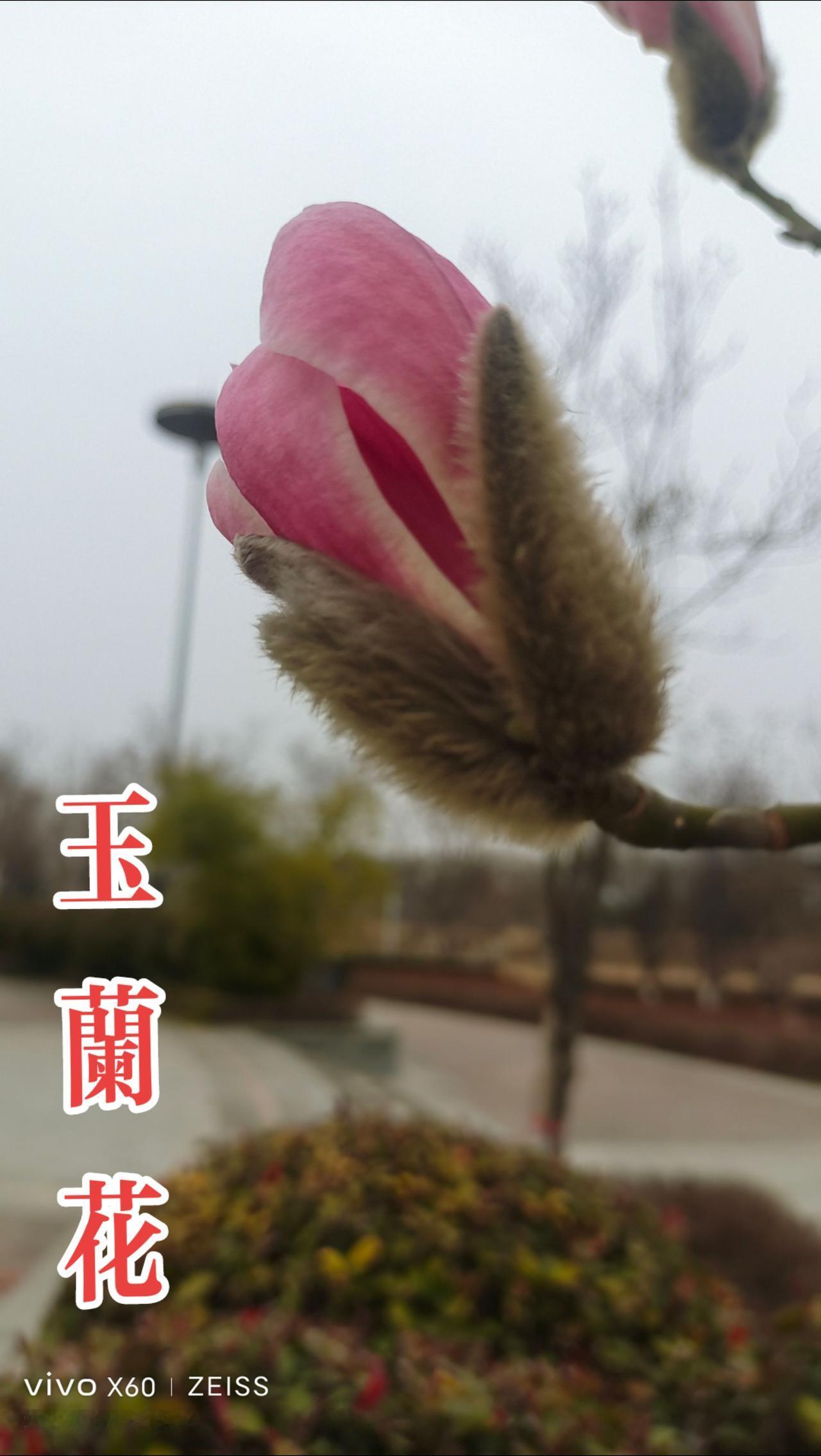 看见音乐 春暖花香