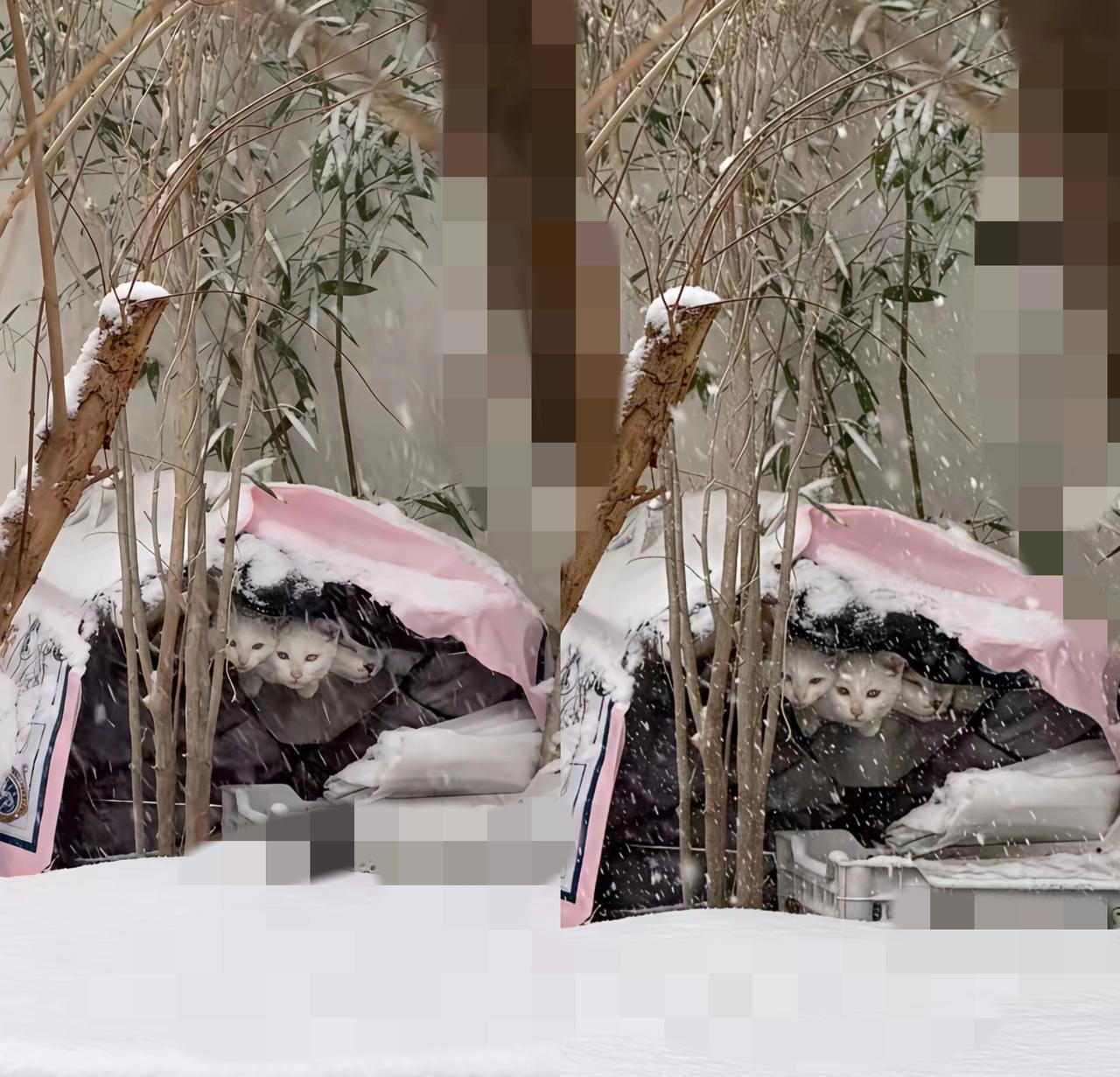 太温馨了！

      暴雪天里的流浪猫窝，藏着一群陌生人的温柔接力！
   