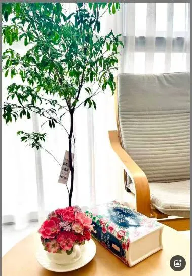 自带八音盒的陶瓷花盆，一拧就治愈✨