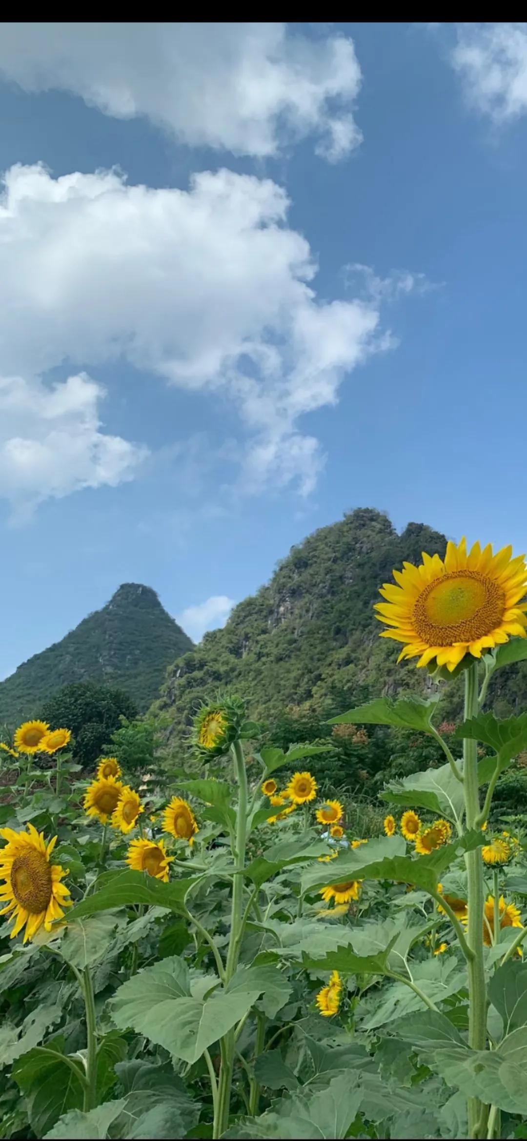 这么漂亮的向日葵，不！应该是向日逵！！