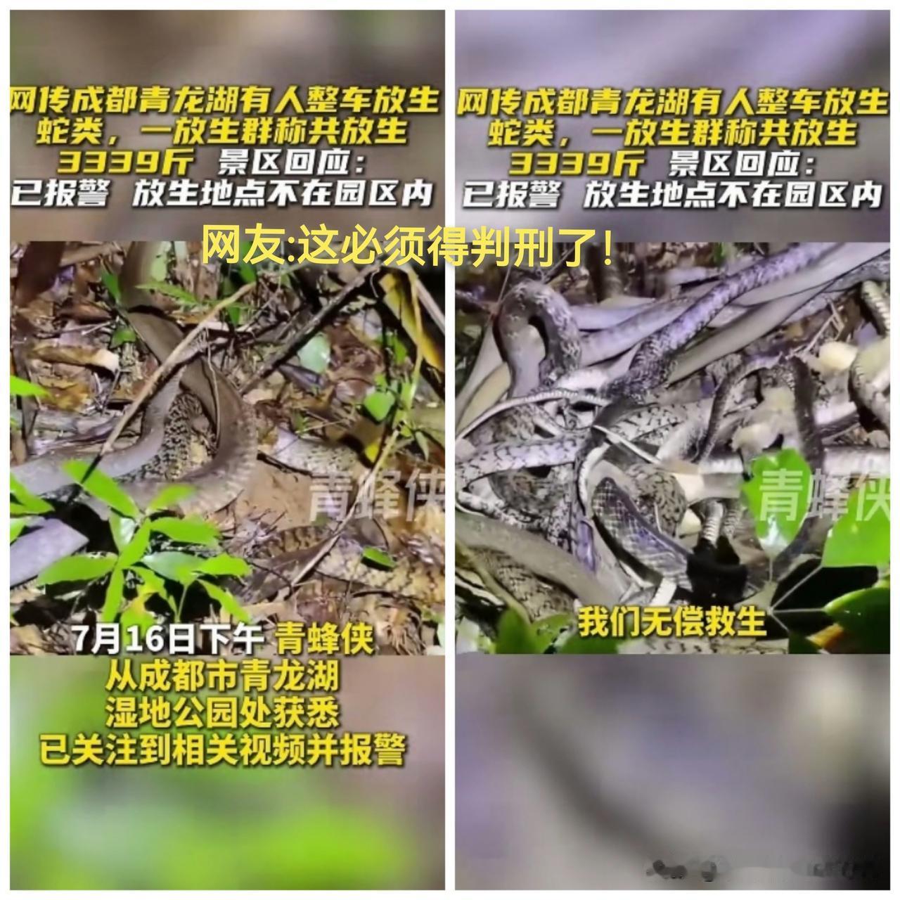 太吓人了！一次性放生蛇3000多斤，这些人到底是在“行善积德”，还是在作孽呢？如