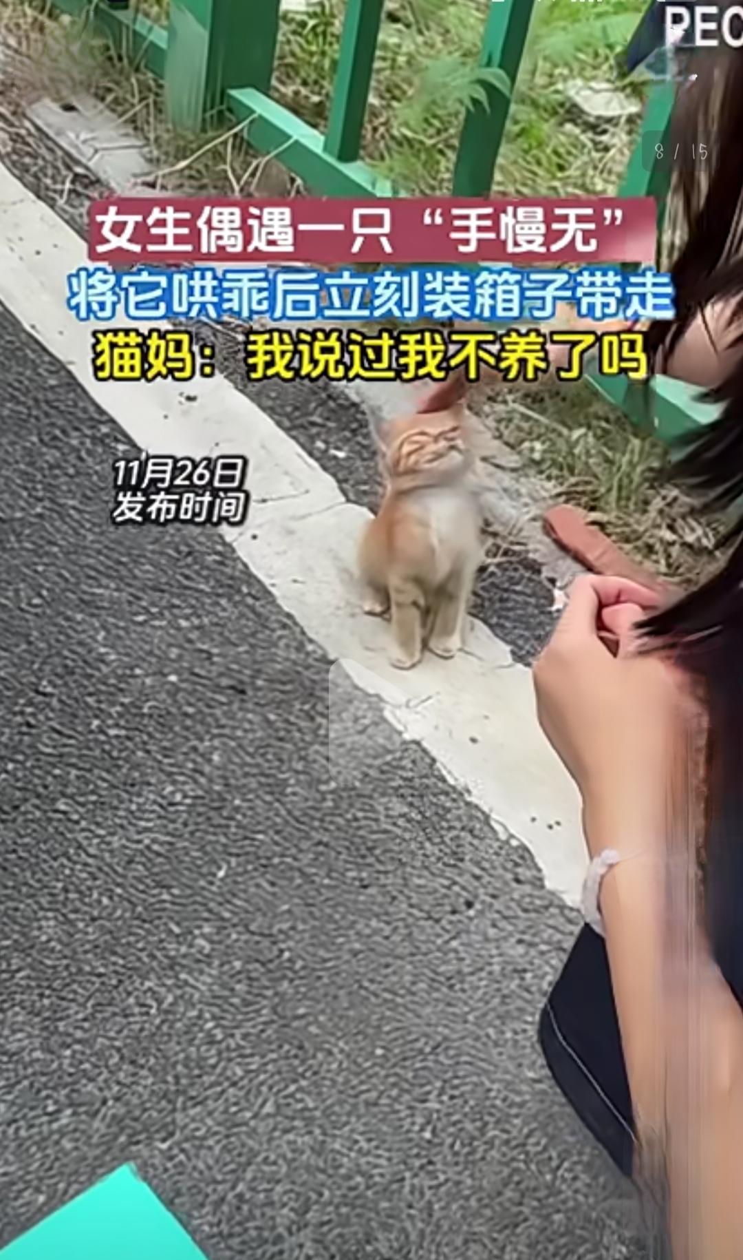 女生偶遇一只“手慢无”猫，将它哄乖后立刻装箱子带走，猫妈：我说过我不养了吗？
