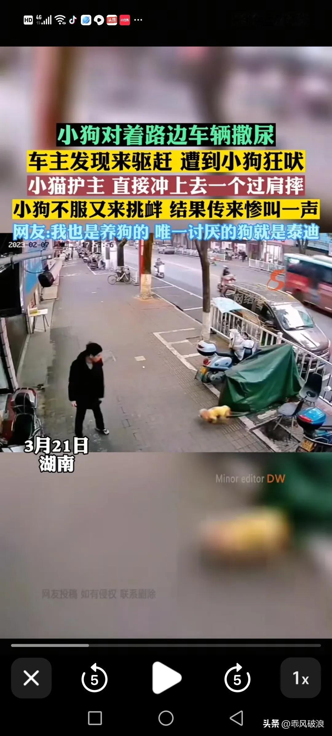 泰迪每次都会抬起脚在摩托车轮胎上撒尿，这次男子碰到它后想把它赶走，哪知道它龇牙咧