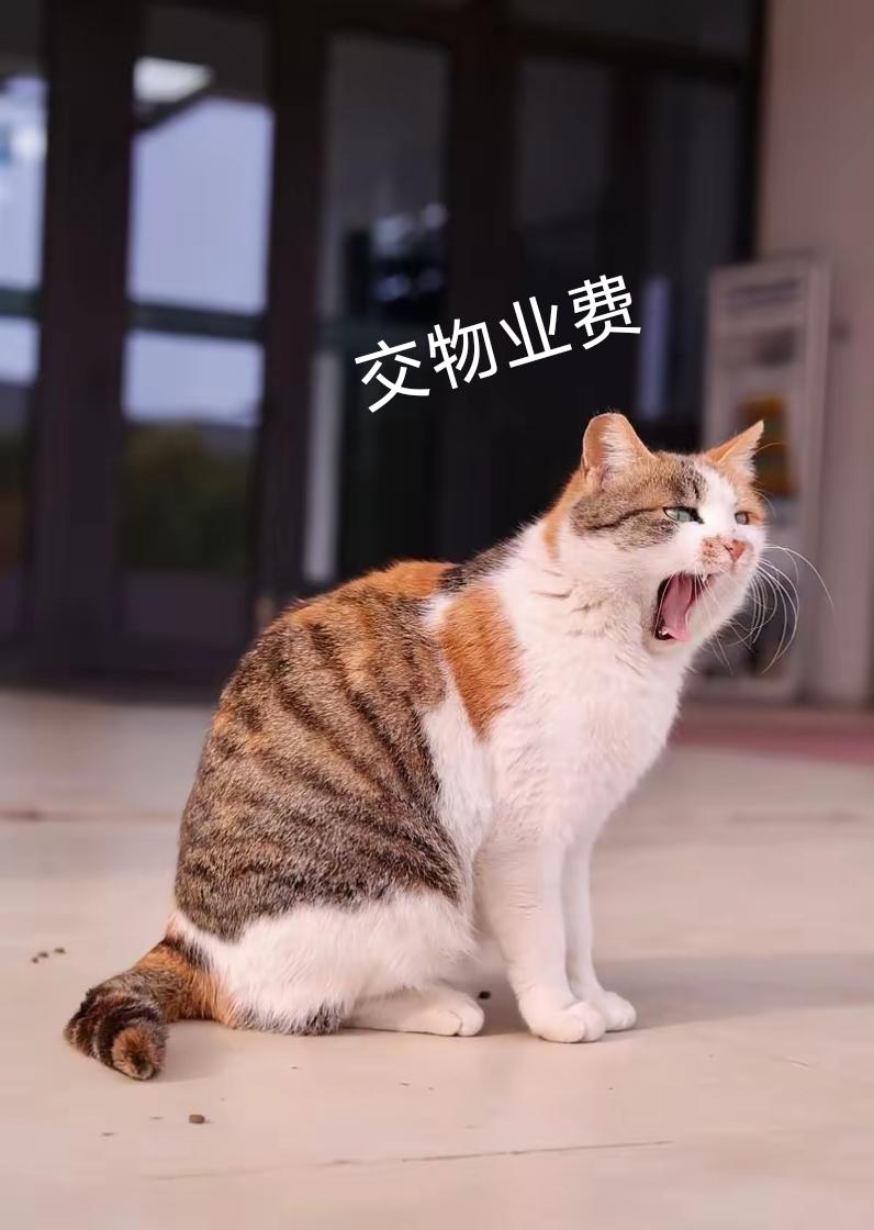 物业费：
相当于，一年送给物业公司一部手机。