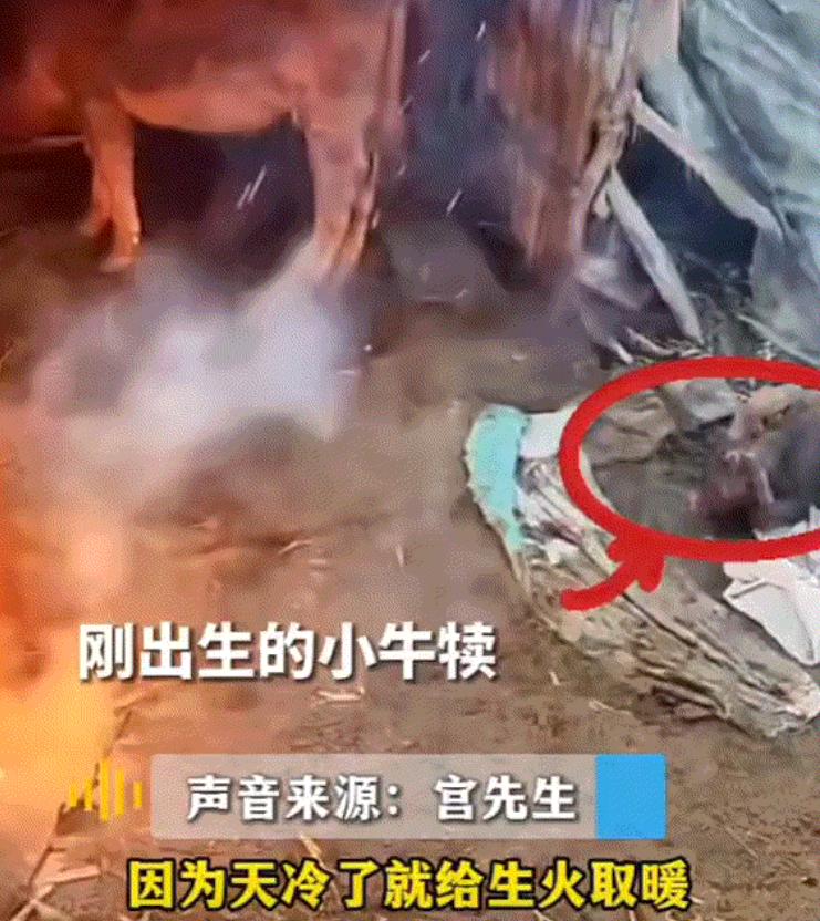 2024年，辽宁大连，一男子家母牛早晨产仔，因天气寒冷，男子家便在牛棚前给母牛和