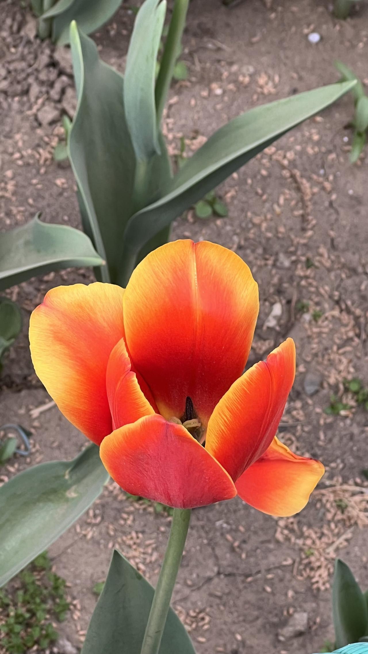 分享一张最近随手拍的照片惊艳的橙色郁金香，绽放出绚丽的色彩！晒图笔记大赛