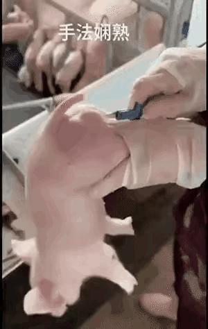 小猪：从此我都不知道我是公的还是母的了。