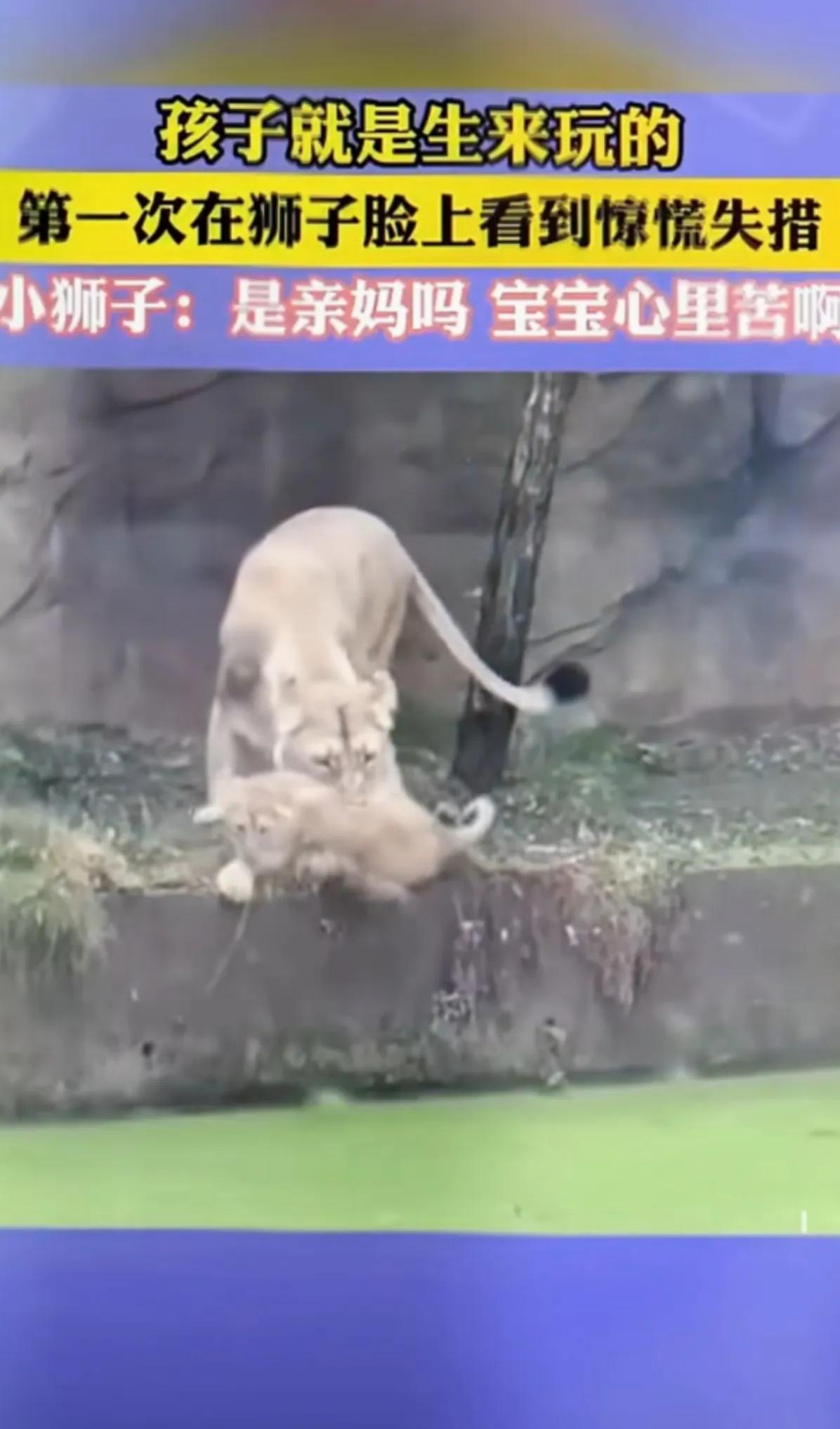一头大狮子妈妈带自己的孩子小狮子在一条绿油油的河边玩耍，狮子妈妈顽劣心思升起，一