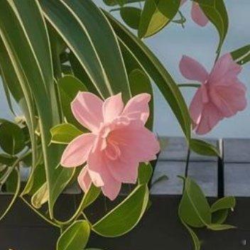 很多事情过去了，心境却不被遗忘，这大概就是回忆的价值人生最好的作品就是自己，哪怕