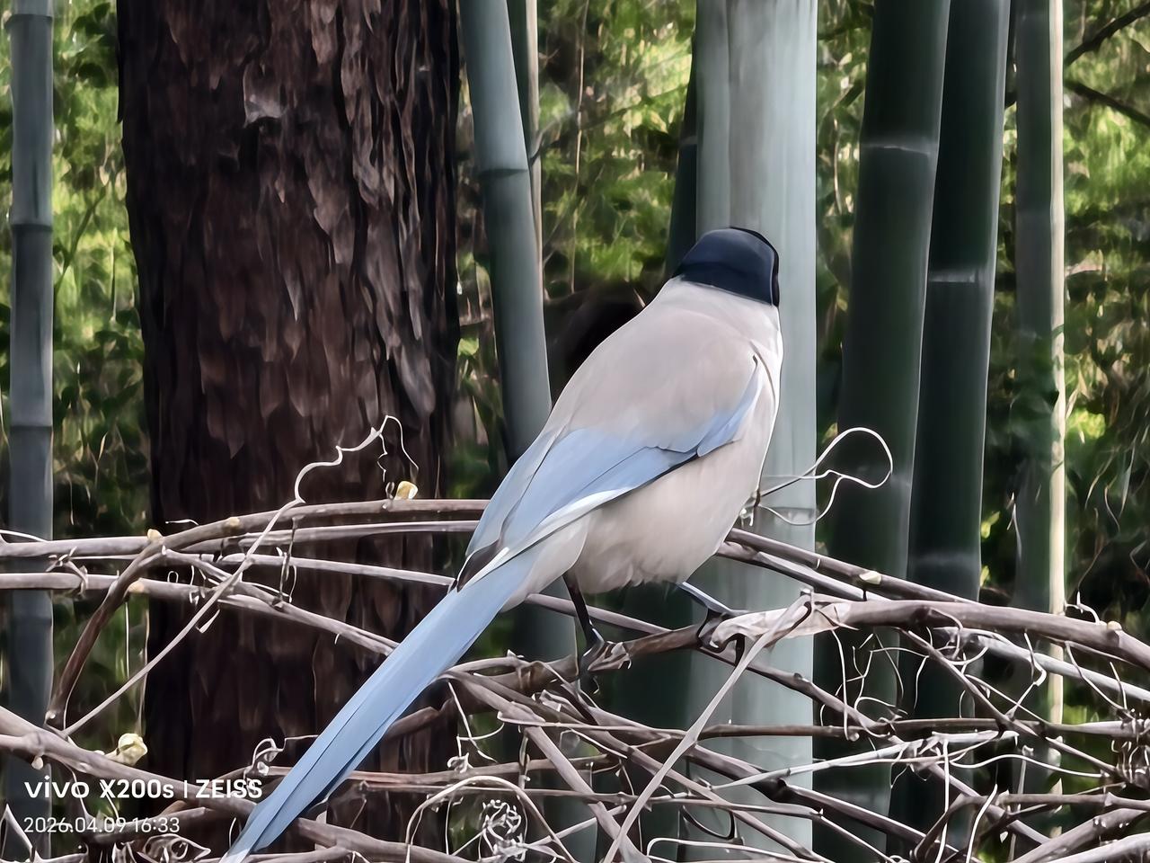 手机拍喜鹊灰喜鹊（手机拍）