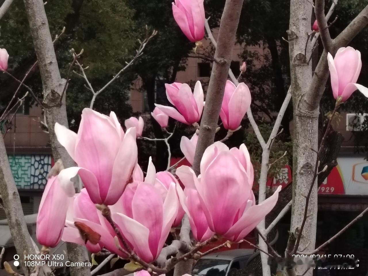 记录我的20262026年3月15日长江岸边赏玉兰花