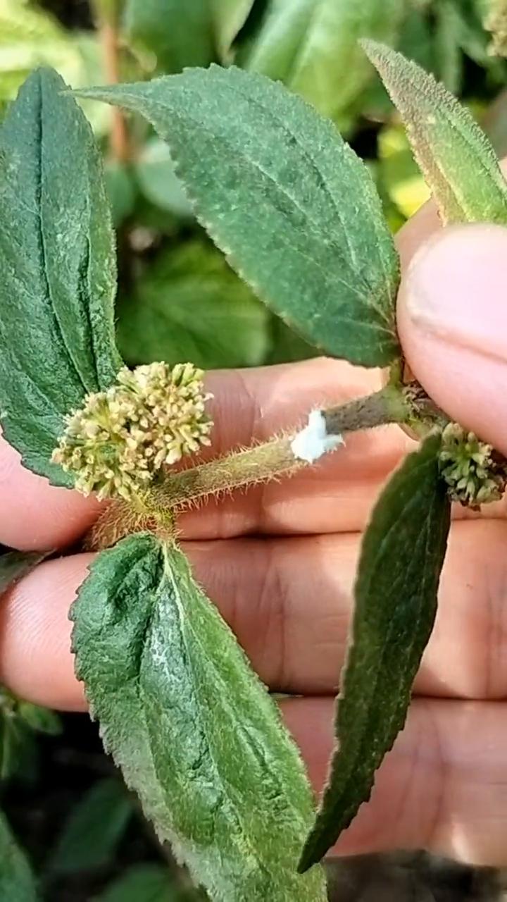 请注意看，这种有白色枝叶的植物，白色的枝叶到底有什么价值？好多人竟然还不知道。