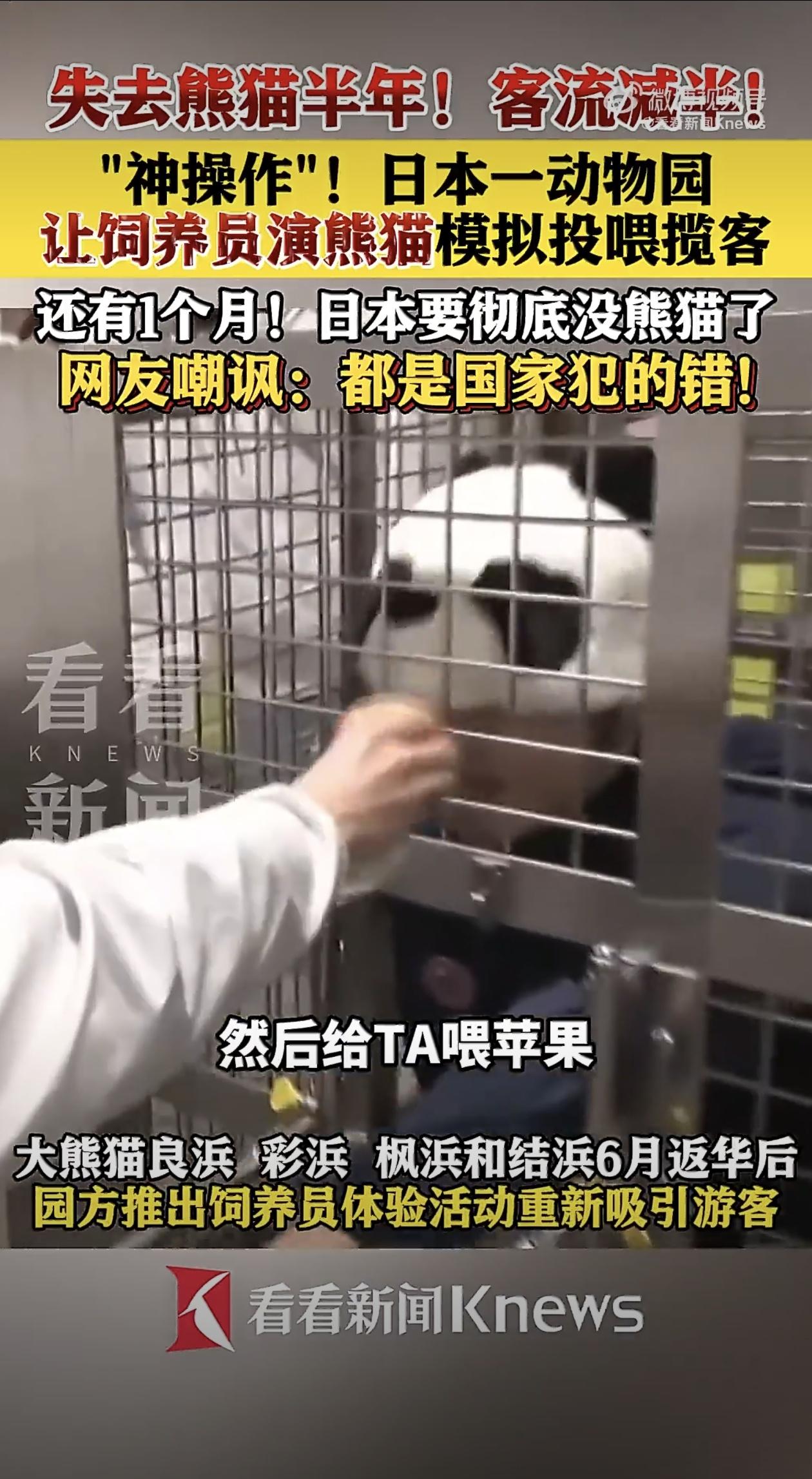 日本动物园里出了个新鲜事儿，大熊猫都回中国了，园方居然安排工作人员穿上熊猫套装，