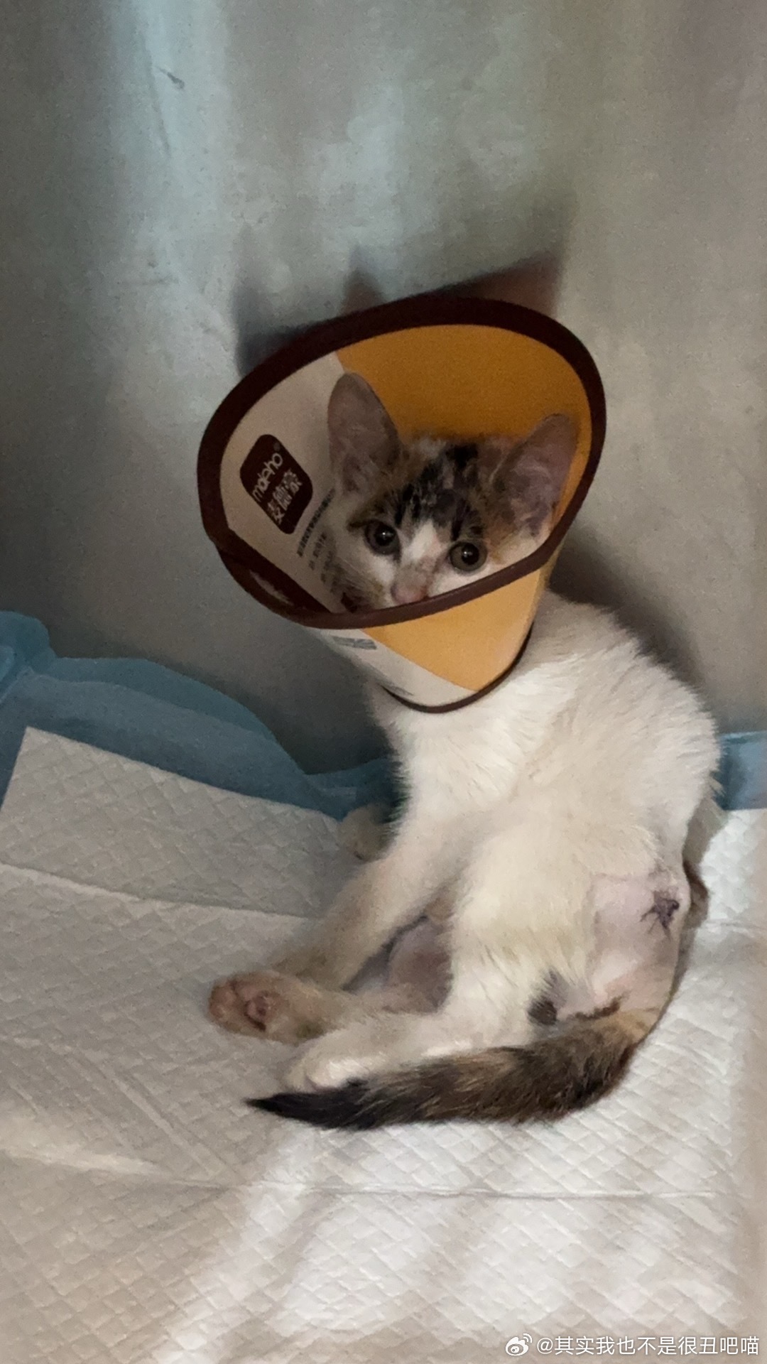【南昌领养 】流浪小猫啾啾领养启事漂亮的三花猫咪啾啾，两个月的小母猫小猫啾啾现已