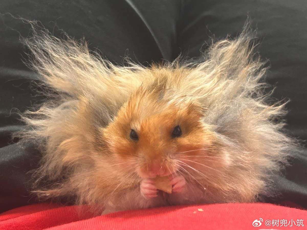 像神降世一般的爆毛鼠鼠🐹💕 
