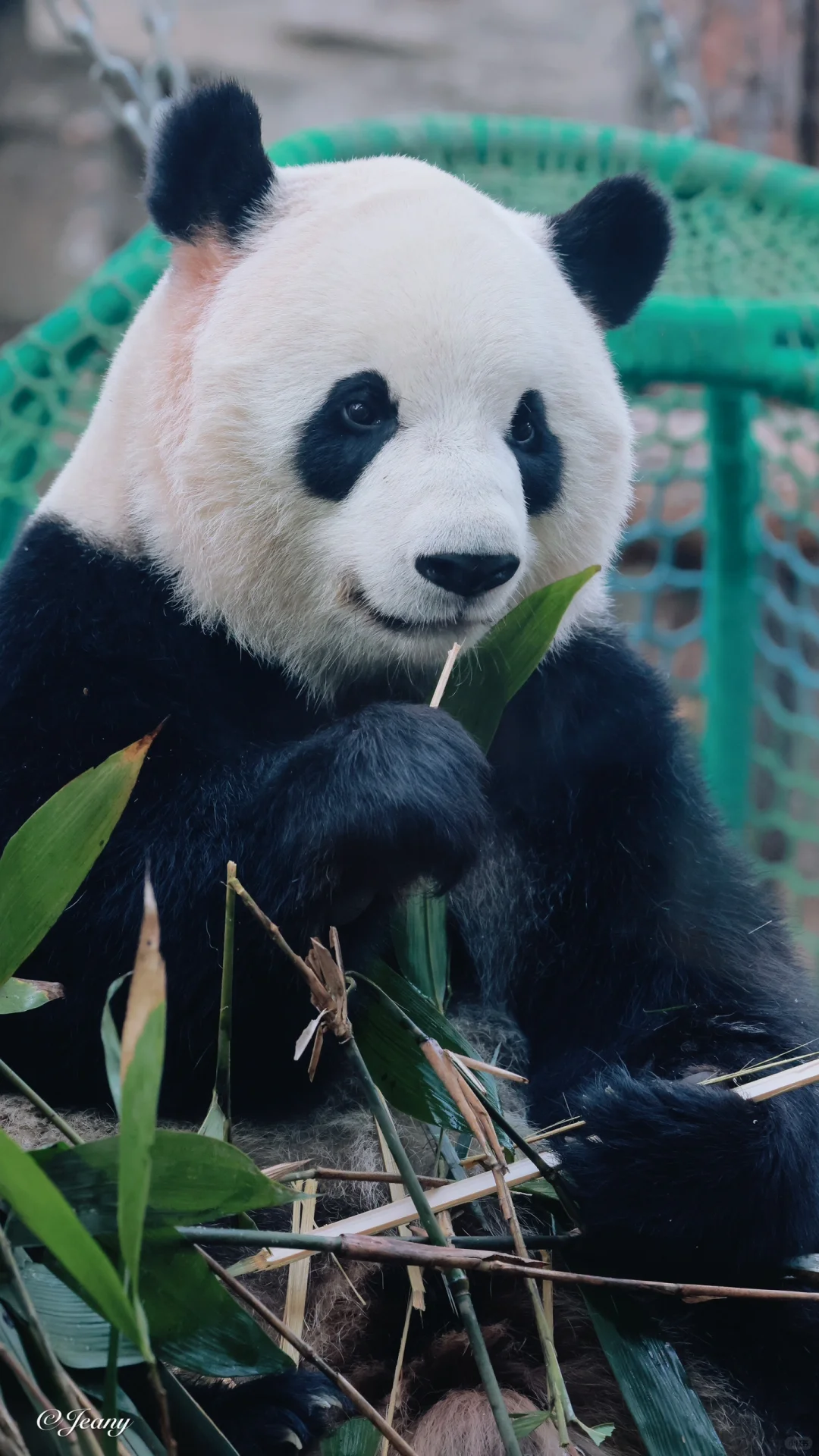 萌玉呀🐼你长得这么可爱到底随谁呢?