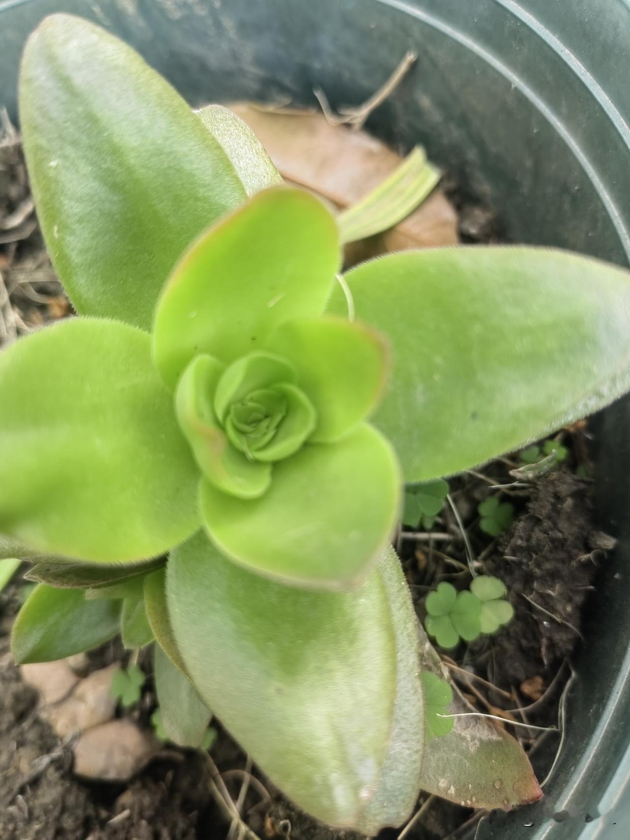 萌趣多肉植物，像个小花苞，清新可爱，生机勃勃！