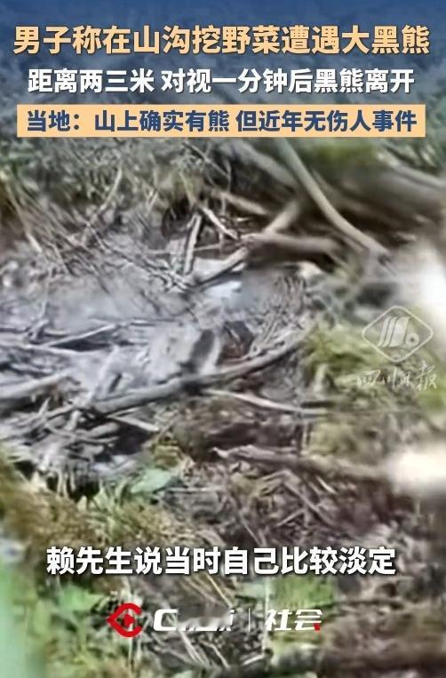山里偶遇黑熊太惊险！四川男子挖野菜和黑熊近距离对视一分钟
 
谁能想到进山挖野菜