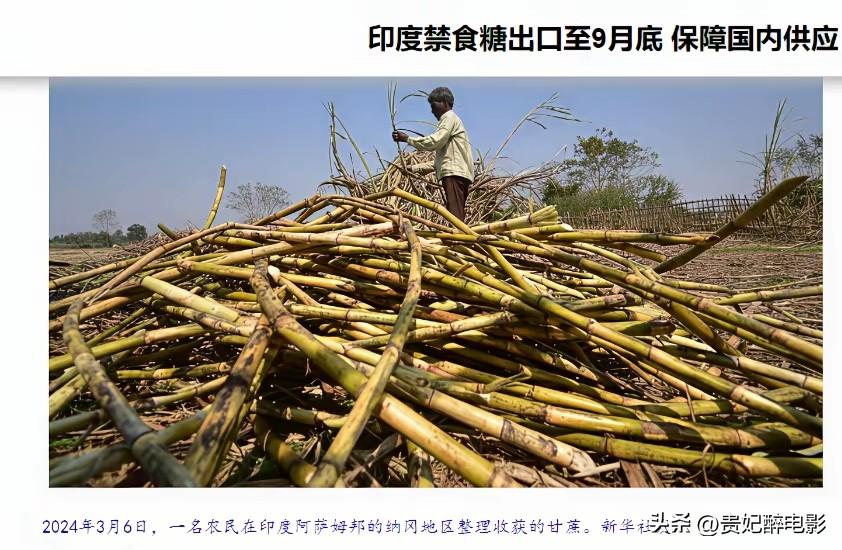 买不到原油和化肥的印度，想了一个招，就是禁止白糖出口，可能这是他们唯一的“招”了