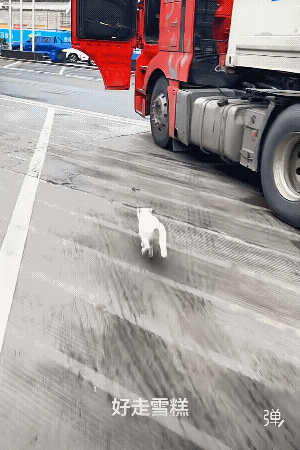 镇车！压车！招财猫！[赞]