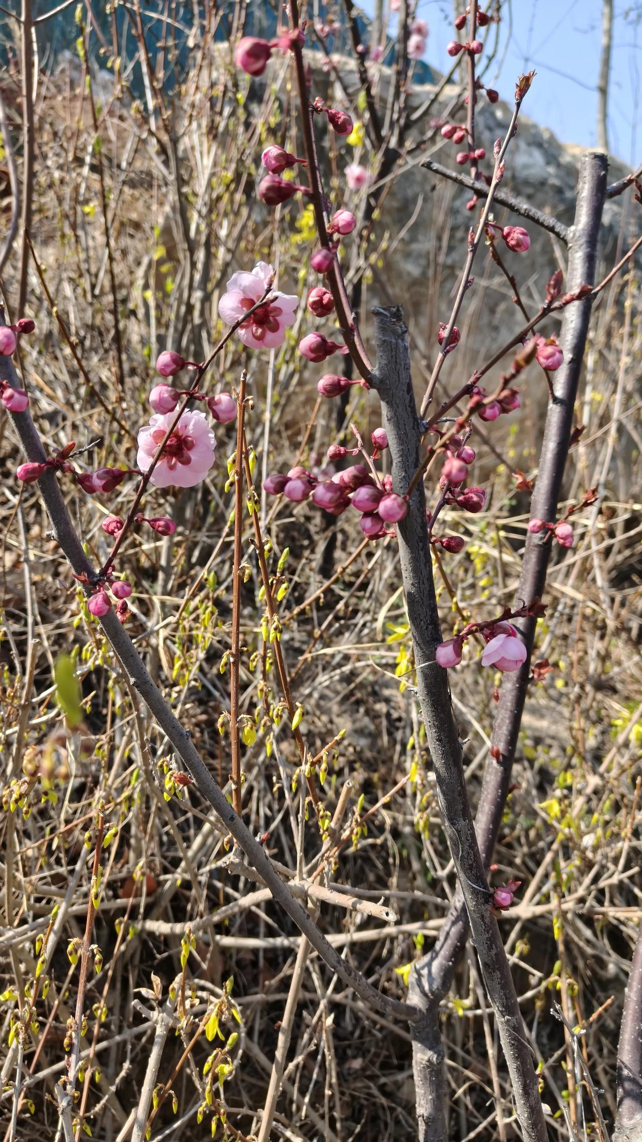 描写春天美好景色的四字词语有哪些春暖花开，姹紫嫣红，桃红柳绿，，莺歌燕舞，春意盎