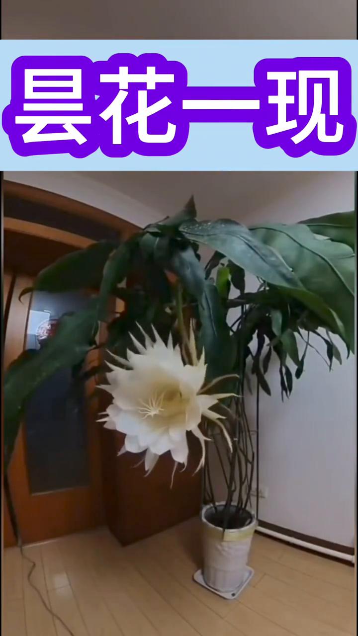 昙花一现。
慢速慢速。