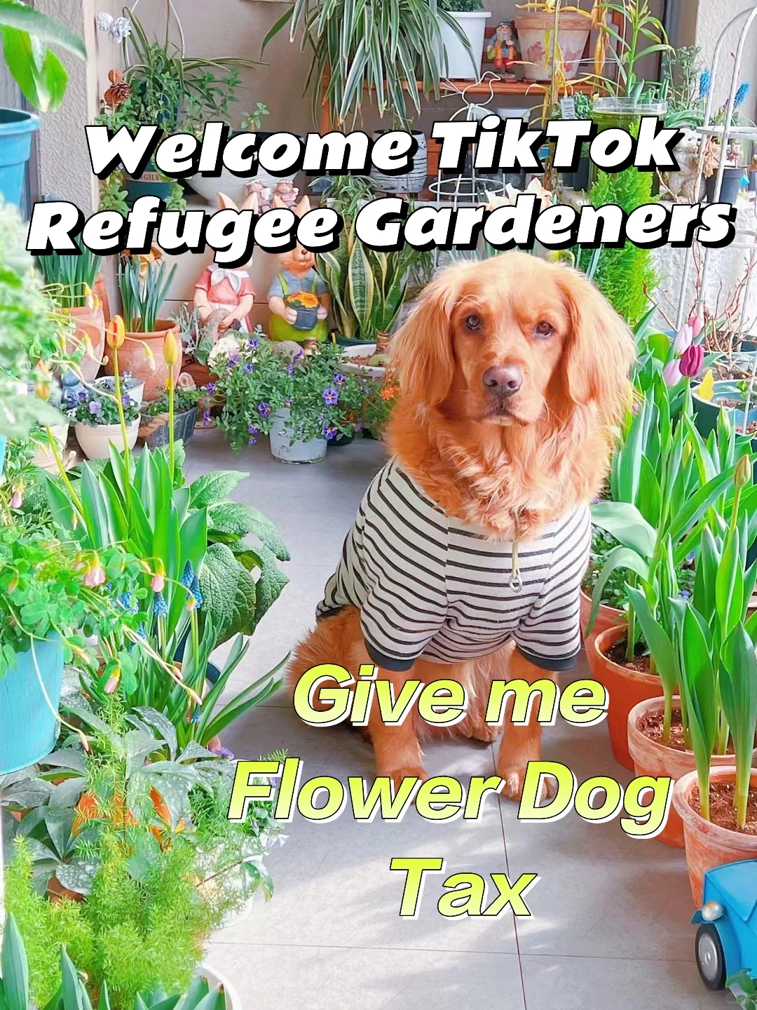 Welcome TikTok Refugee Gardeners🍃