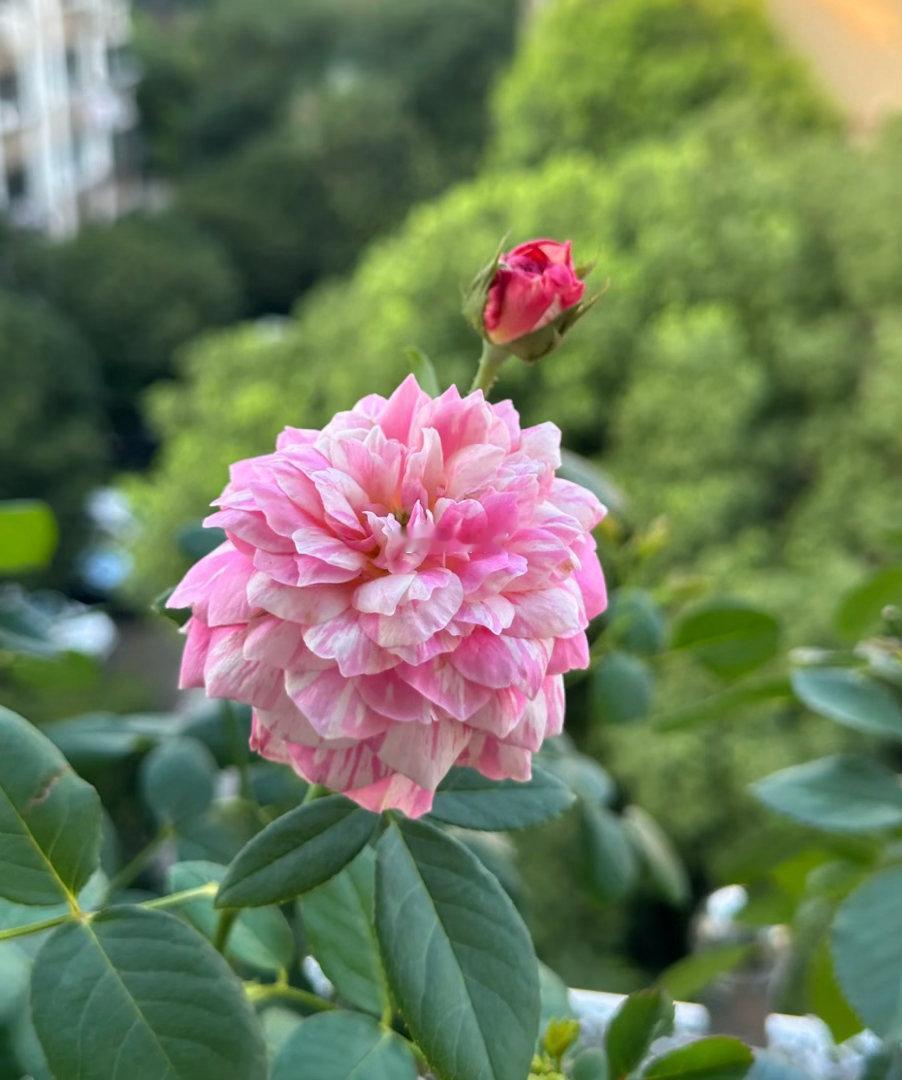 这种月季热了会脱妆莫奈的画开在了月季上 莫奈月季没有哪一季是完全一样的。春天的颜