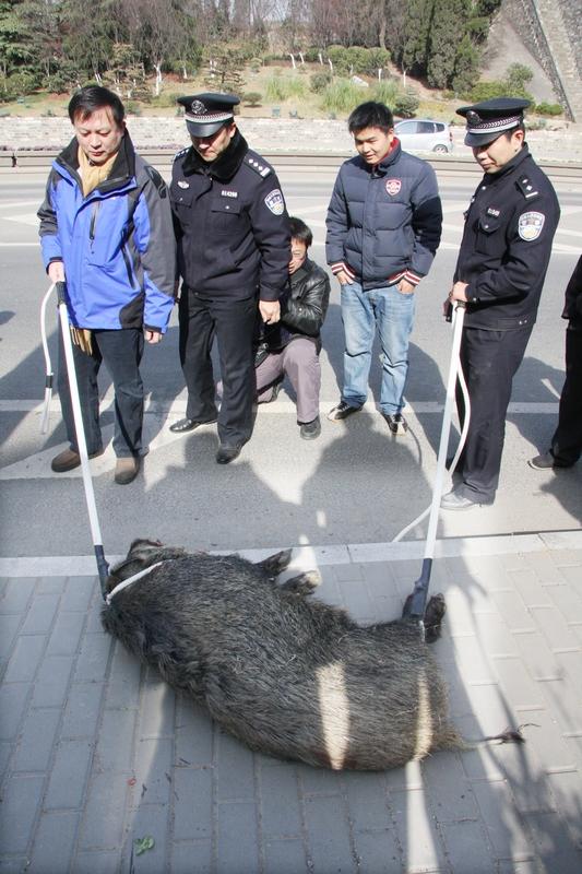 🐗 广州“野猪护主”惊魂记

3月16日清晨，广州罗先生起床发现，家里收养的野