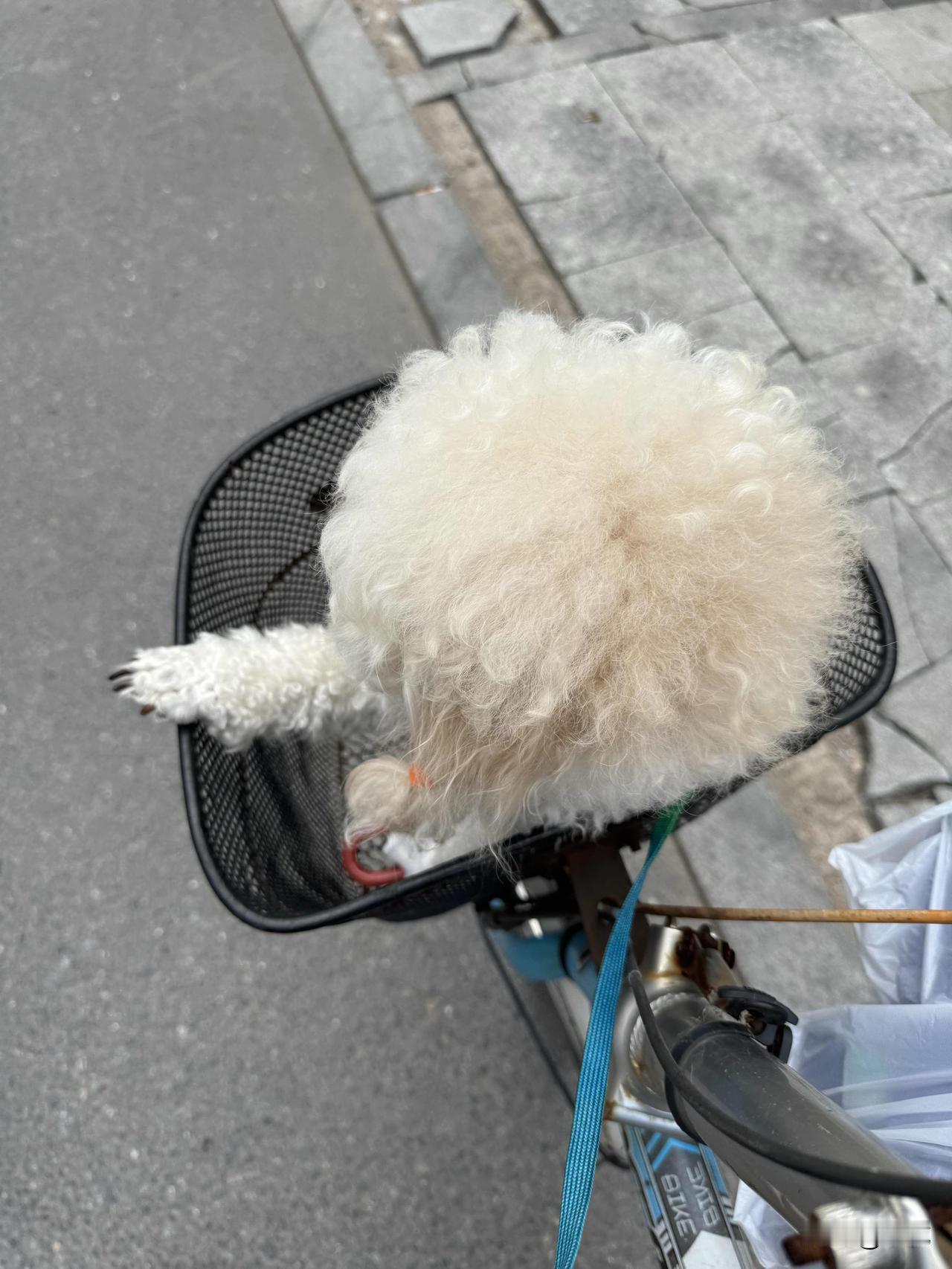 喜欢坐车筐里的小狗，今天老姨推着自行车，小泰迪急得往前冲，就因为车筐被东西占了。