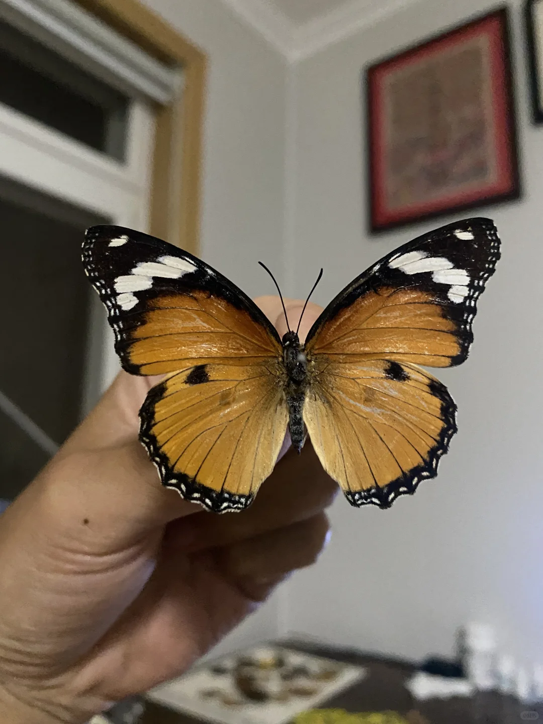 标本 昆虫 蝴蝶标本 蝴蝶