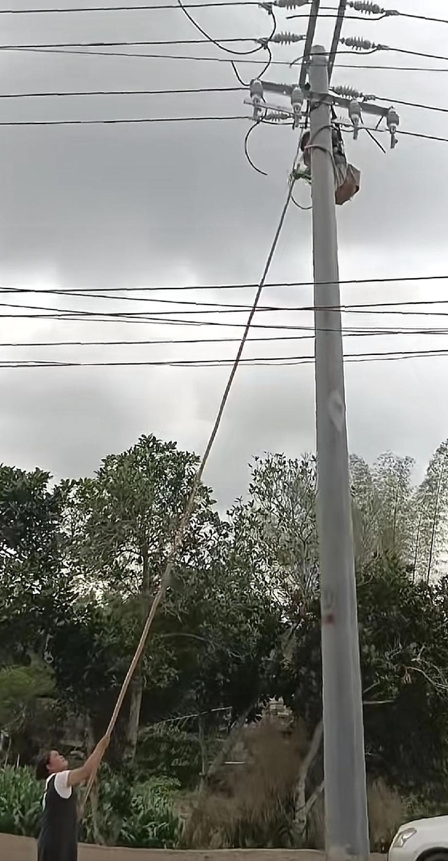 一般人还真不敢这么干吧！
说她呆吧！起码知道怼电线得用竹竿，但是法律意识多少还是