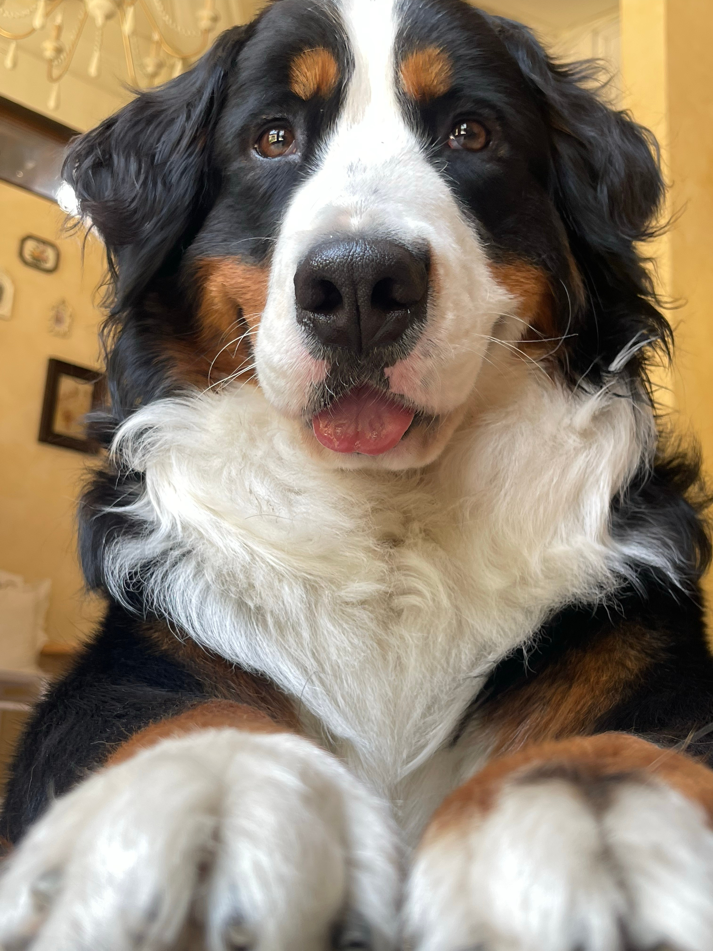 我的好狗狗好狗狗🐶 