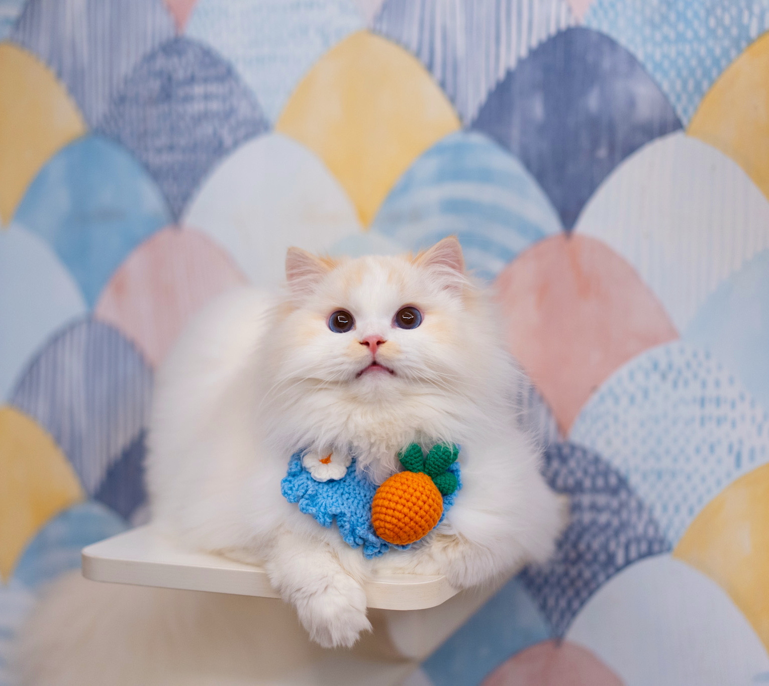任何颜色我追求是更好的版型，我家橘猫好看是因为品质过硬，整个结构都在线。 ​​​