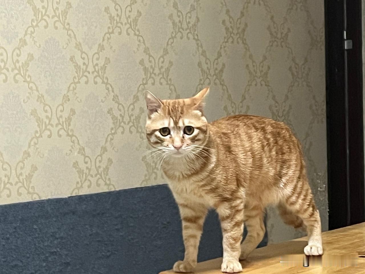 你家的猫咪也会每晚等你睡觉吗大家知道吗，猫咪的睡觉时间跟铲屎官有很大关系。离家前