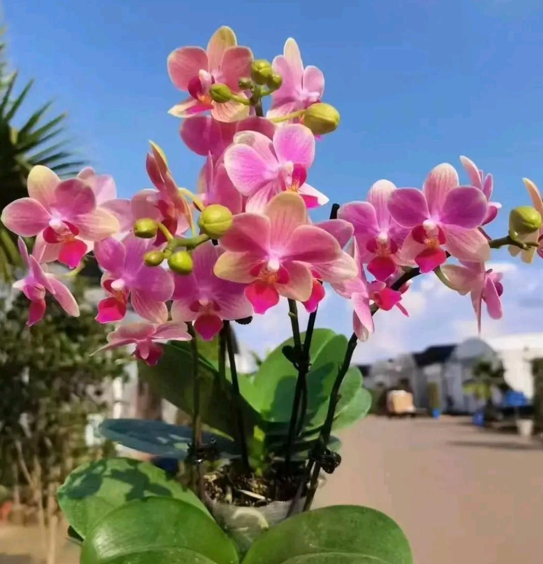 喜欢这种中小花型的蝴蝶兰，不张扬，自带飘逸和仙气。

不喜欢颜色太暗的。
不喜欢