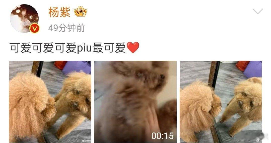杨紫晒piu对镜拍杨紫:进组前再好（狠）好（狠）摸摸piupiu小猪!杨紫和pi