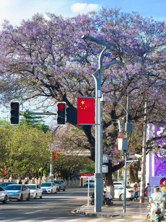 4月22日西昌蓝花楹现状（附攻略）