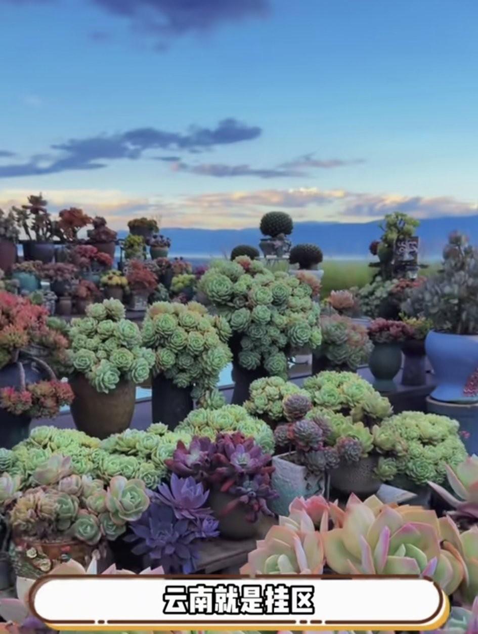 有人说云南是养多肉的挂区，随便养养都能活！