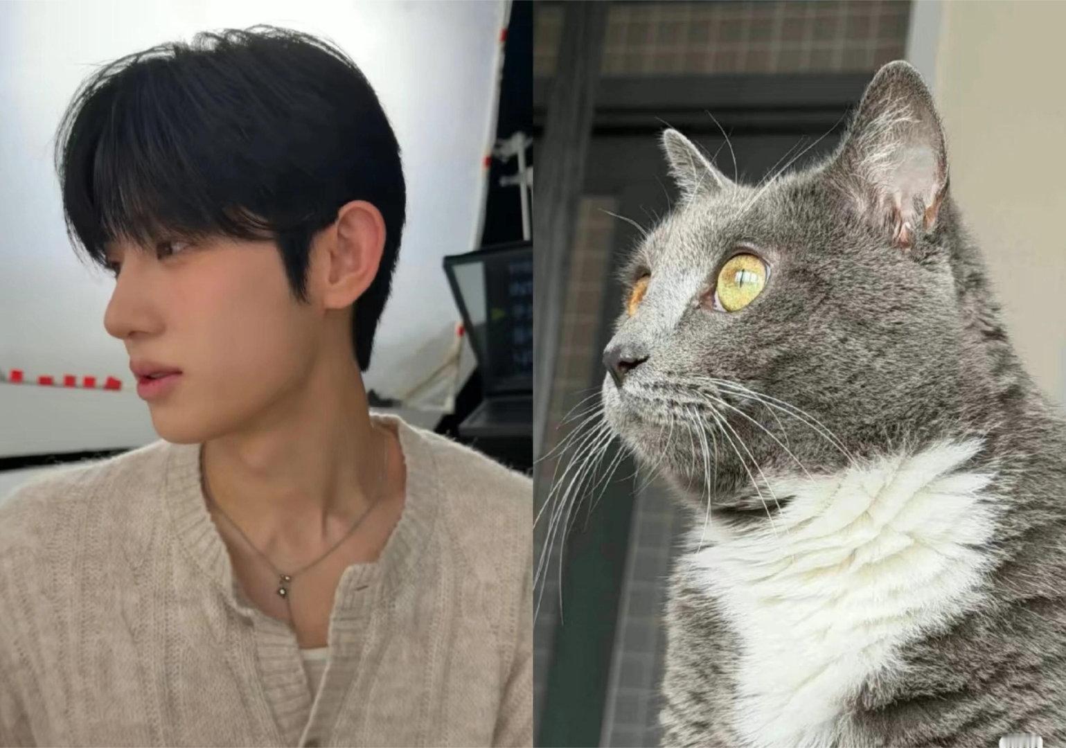金允植家的两只猫 ​​​