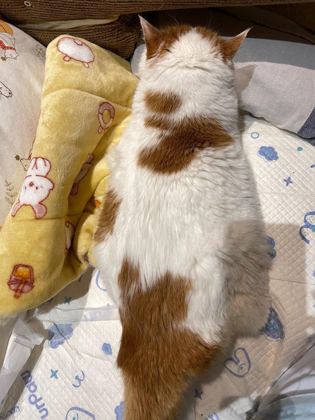 大哥挺好的还胖了点