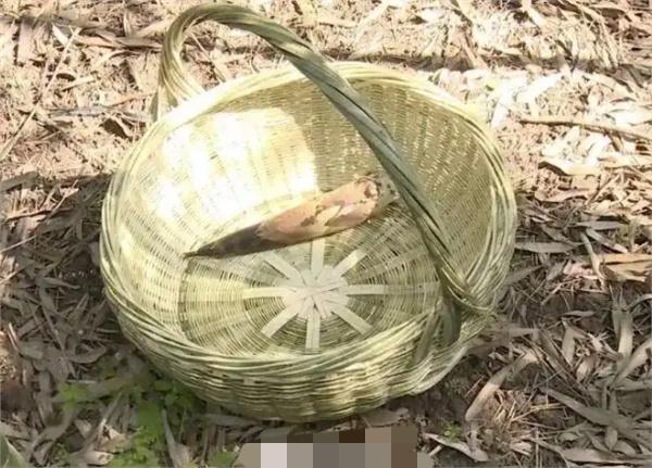 好离谱！重庆綦江男子在景区挖竹笋，被竹子刺穿鼻孔，找景区索赔 3.6 万，理由是