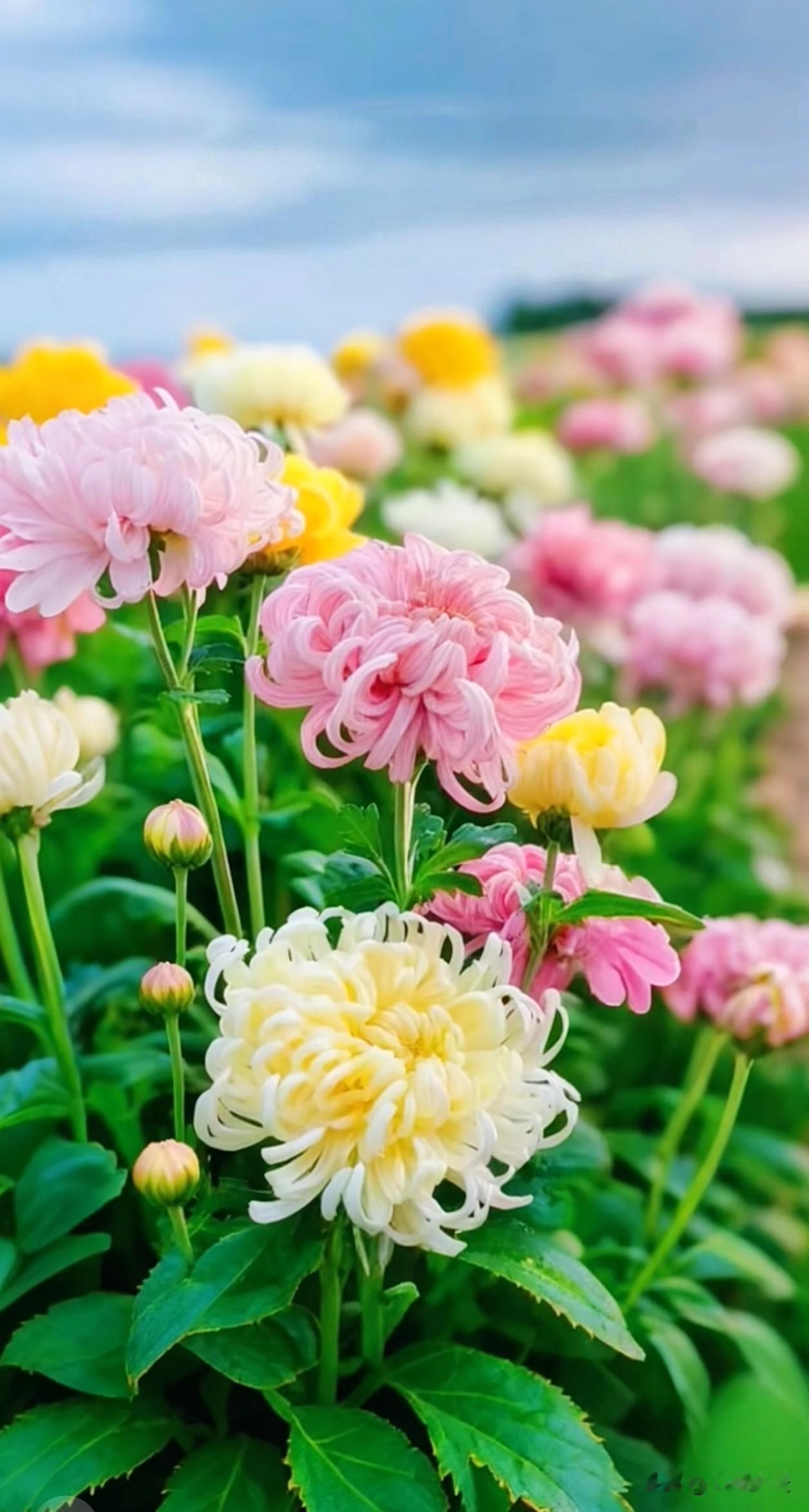 粉菊柔美缱绻，黄菊温润淡雅，卷曲纤柔的花瓣亭亭立在绿叶间，在微凉秋日静静舒展。春