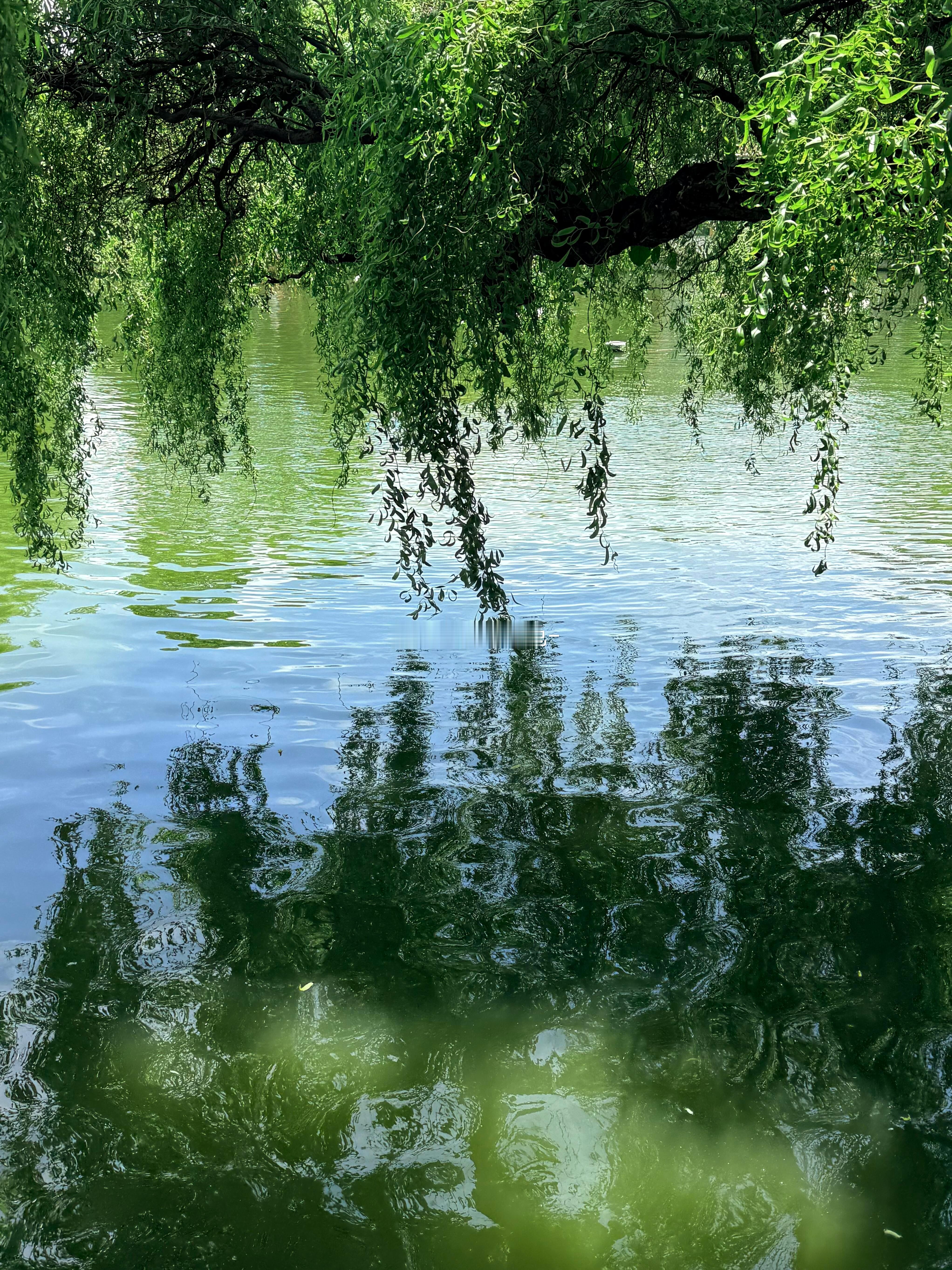 夏天逛公园真惬意，柳树垂在水面，水边一丛紫花氛围感绝了！ 