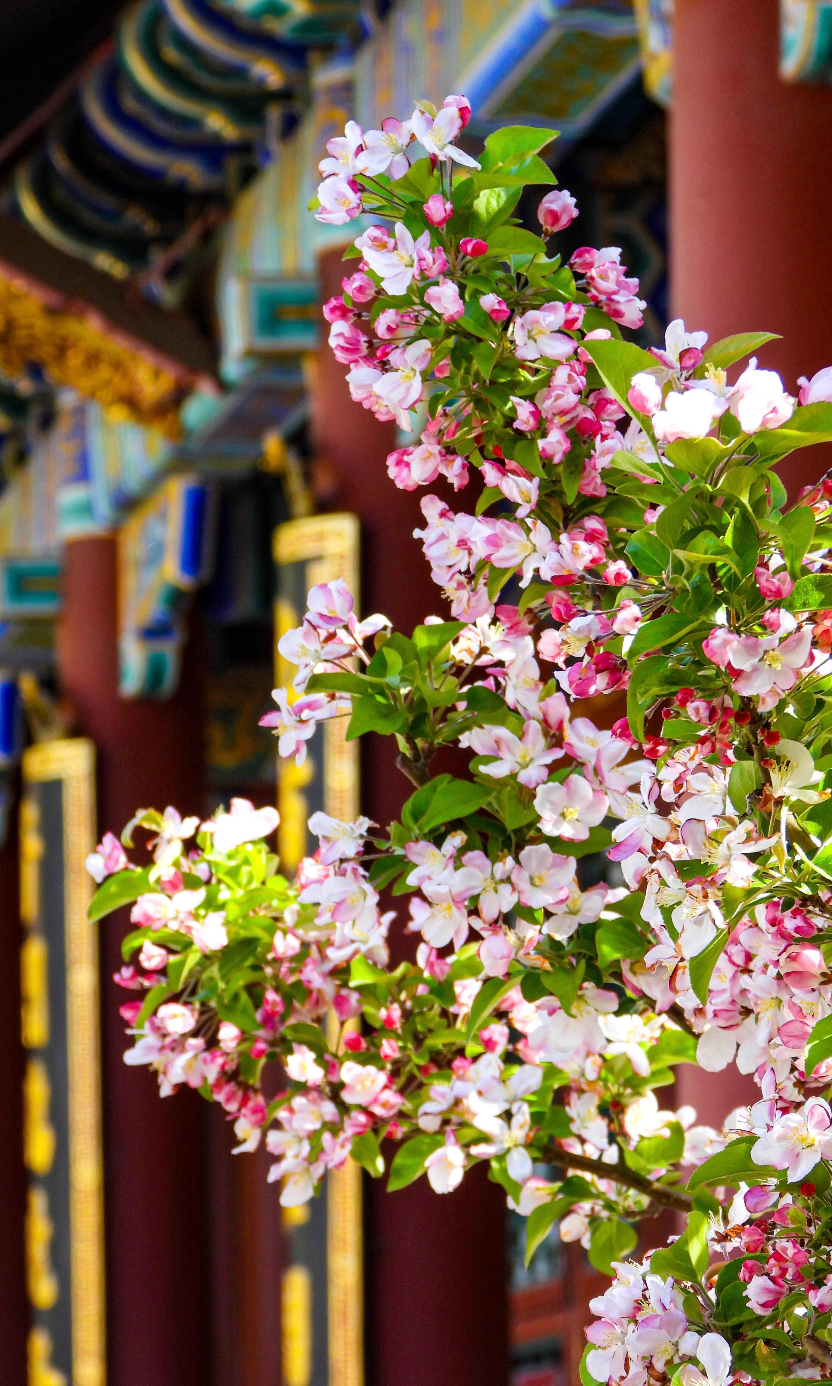 【颐和园  佛香阁 海棠花开】佳霭集彤闱花皆益寿  祥光凝紫禁树尽恒春（排云殿联